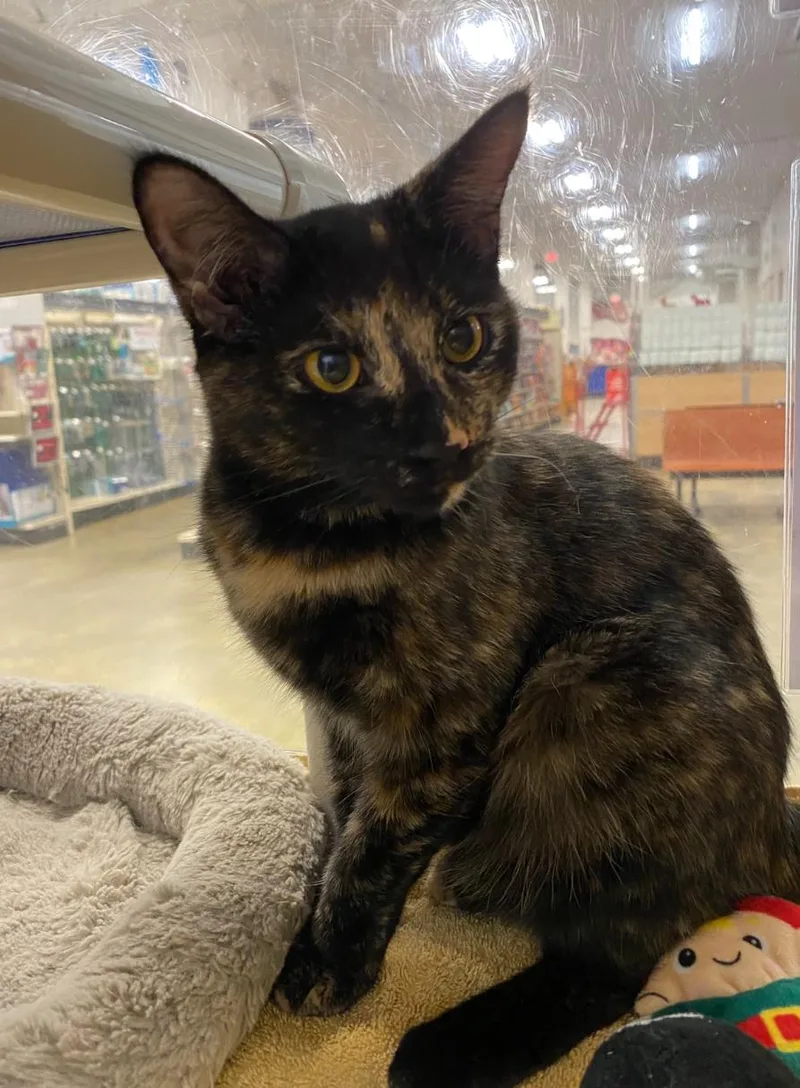 A baby medium-sized female Tortoiseshell Domestic Short Hair cat named Sora for adoption in Norwalk, CT