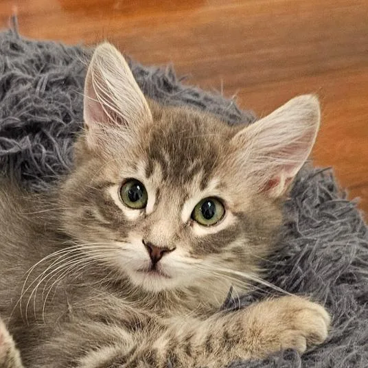 A baby medium-sized male Domestic Medium Hair cat named Uncle Jesse for adoption in Salt Lake City, UT
