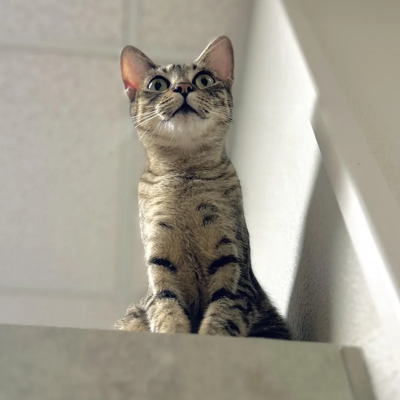 Dionysus thumbnail 2