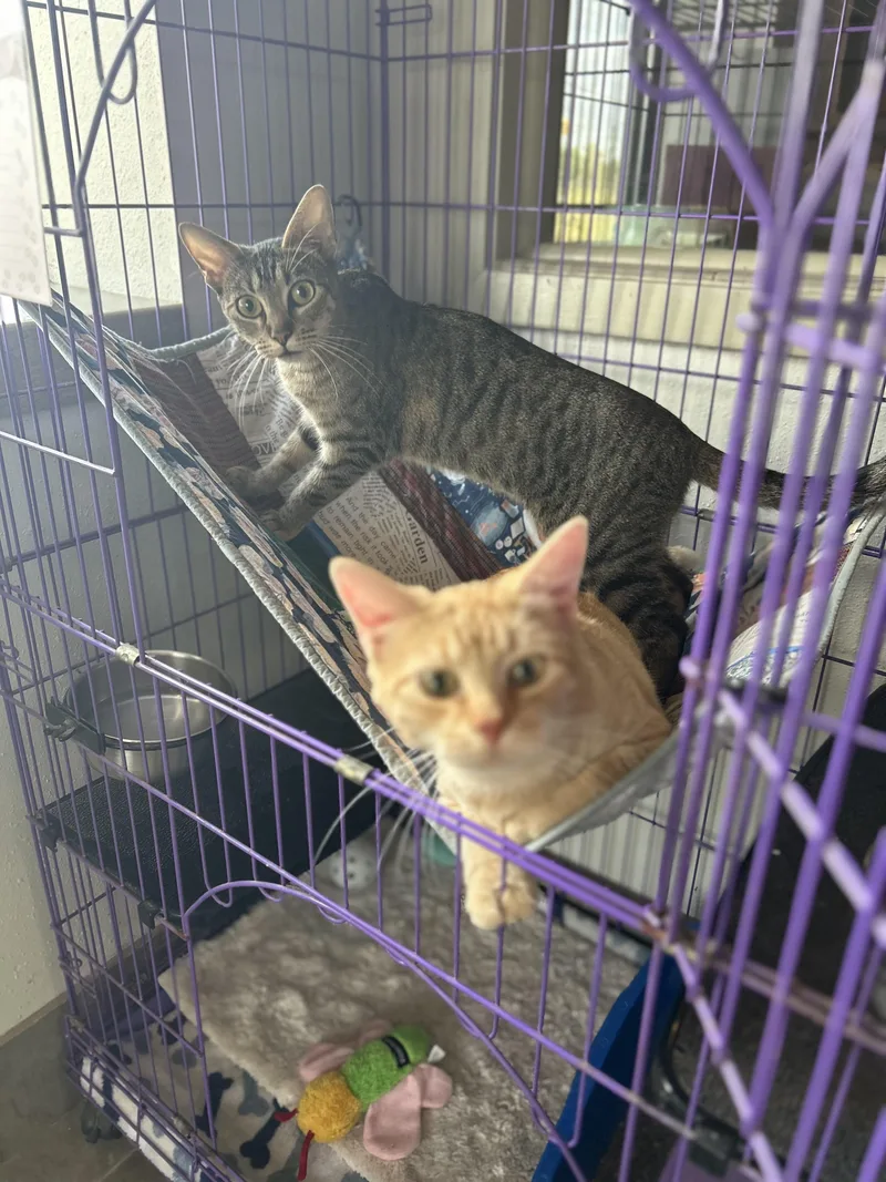 Dionysus thumbnail 4