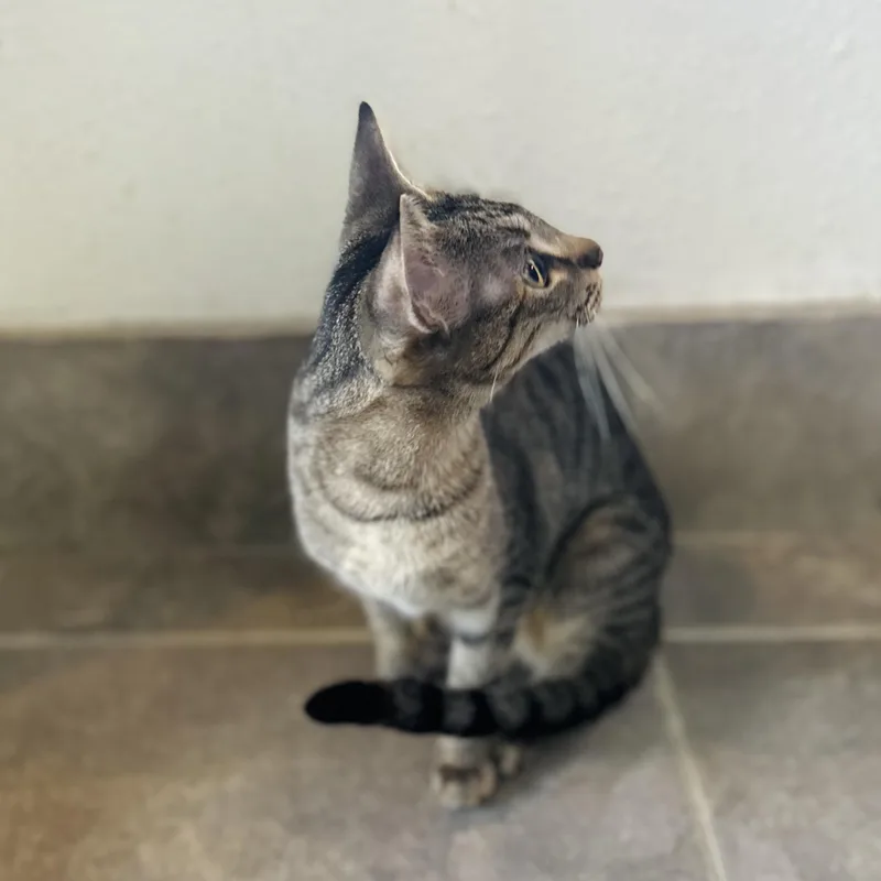 Dionysus thumbnail 5