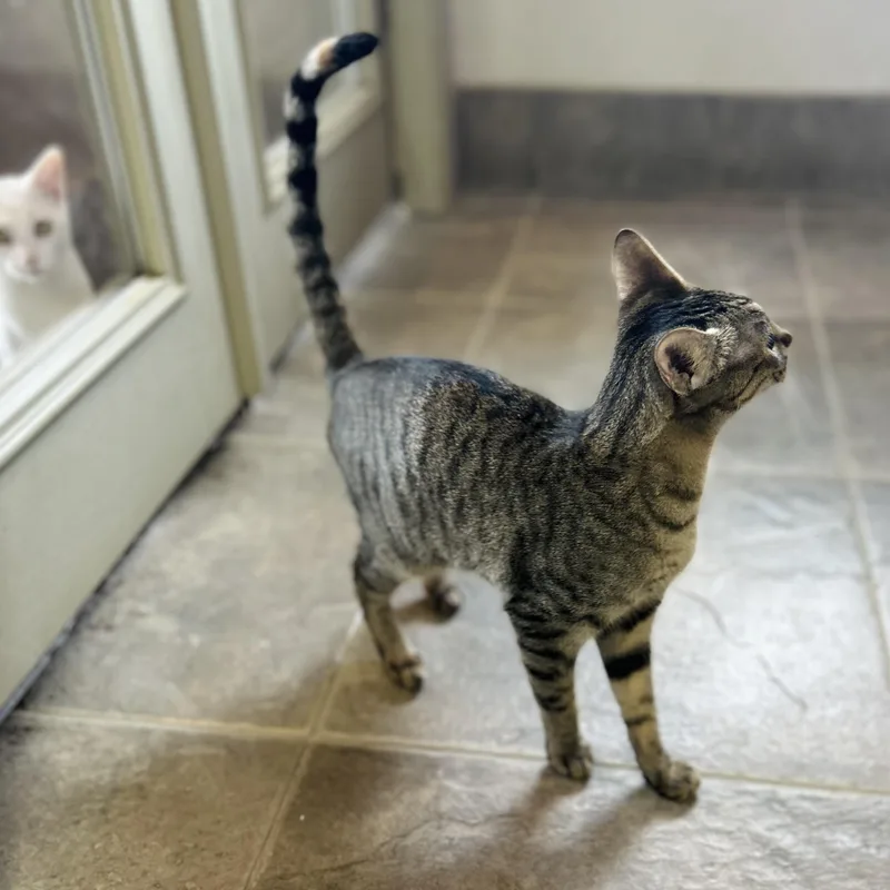 Dionysus thumbnail 6