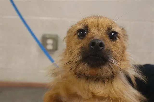 A young small-sized female Mixed Breed dog named Gravy for adoption in Columbia, SC