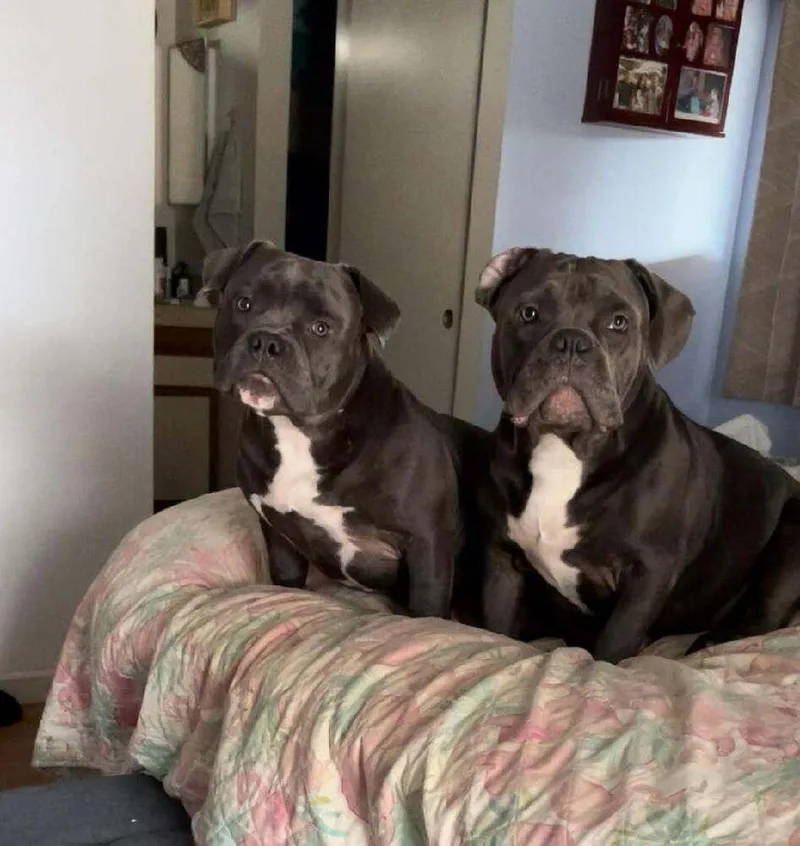 An adult medium-sized female Gray / Blue / Silver American Bulldog dog named Leilani for adoption in Lakeland, FL