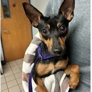 A young small-sized male Miniature Pinscher dog named Benson for adoption in Tampa, FL