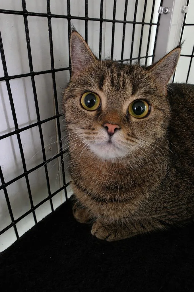 An adult medium-sized female British Shorthair cat named Ruby for adoption in Ewing, NJ