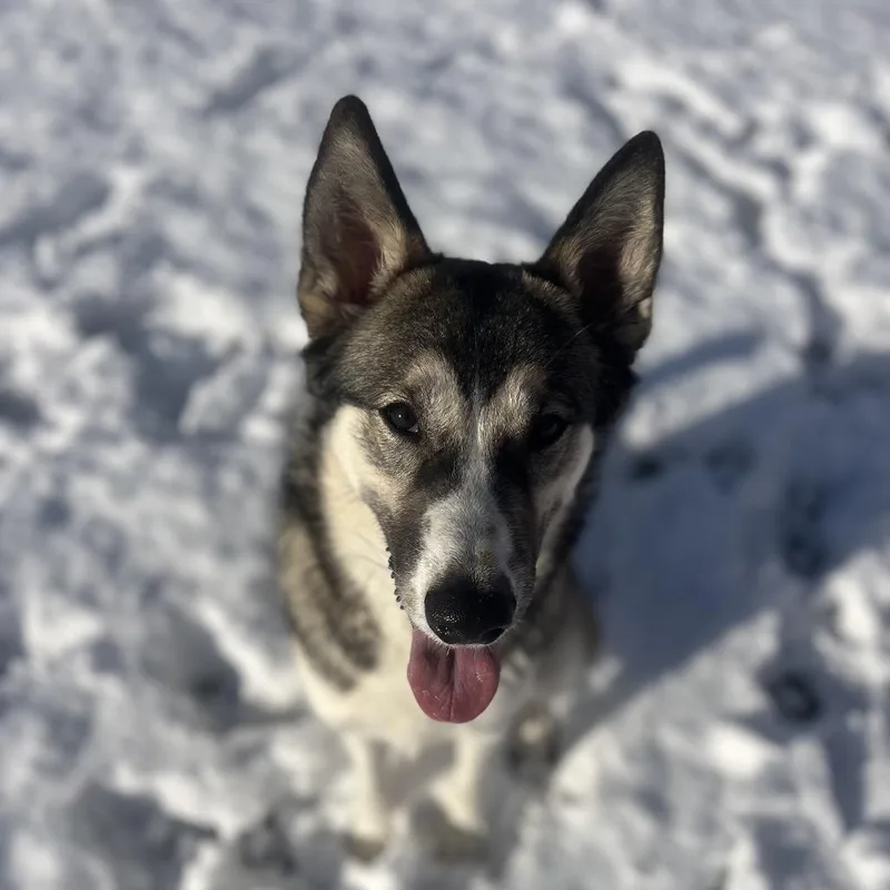 A young medium-sized female White / Cream Shepherd dog named Mabel for adoption in Spokane, WA