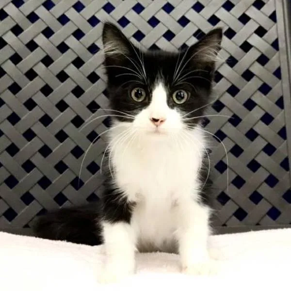 A baby small-sized male Domestic Short Hair cat named Osprey for adoption in Fort Davis, TX