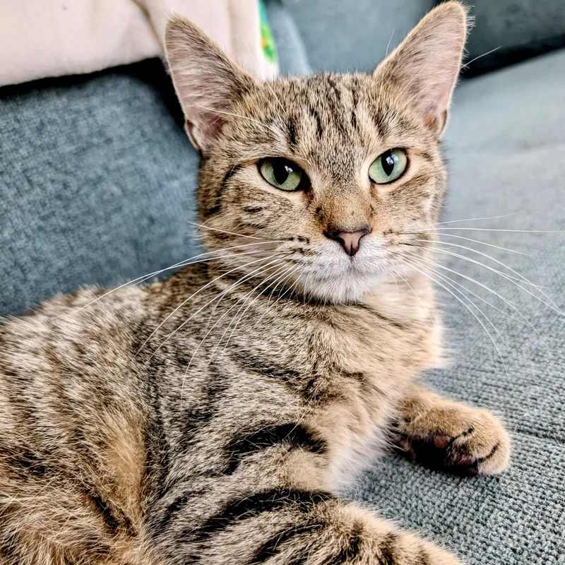 A young small-sized female Tabby (Brown / Chocolate) Domestic Short Hair cat named Agatha for adoption in Alexandria, VA
