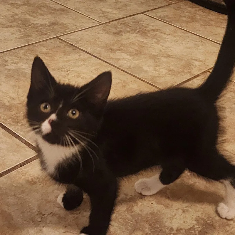 Selene  Willow Grove
