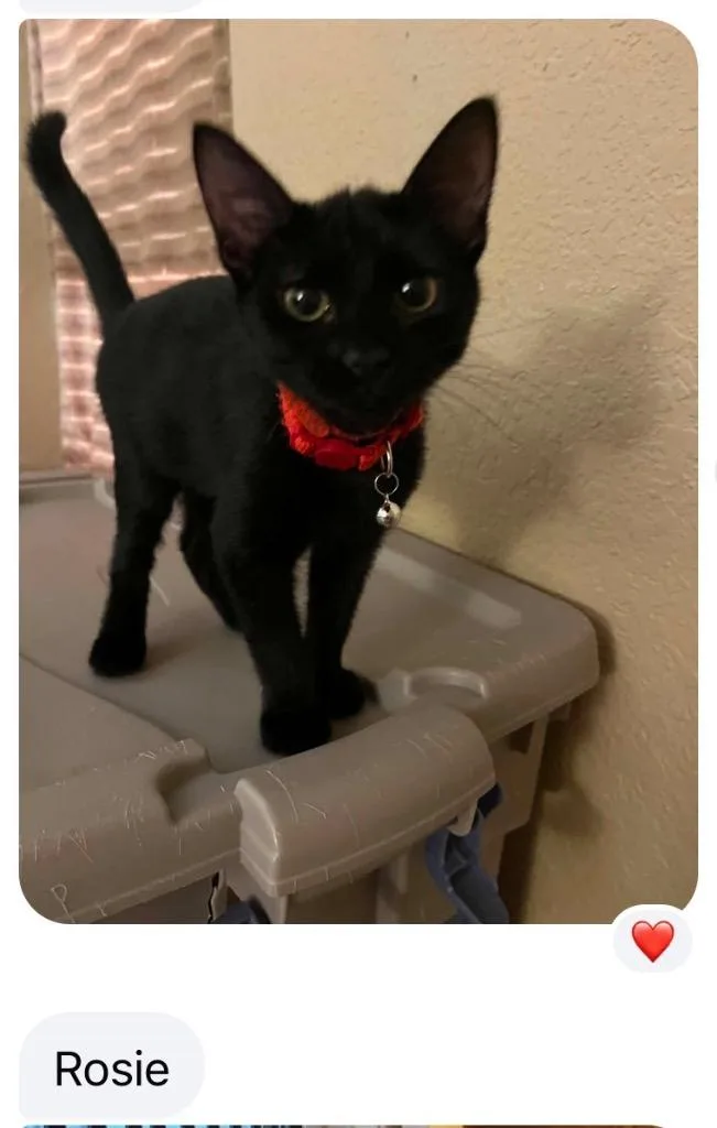 A baby small-sized female Domestic Short Hair cat named Rosie for adoption in Mustang, OK