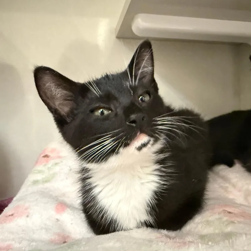 A baby small-sized female Black Domestic Short Hair cat named Ava for adoption in Redwood City, CA