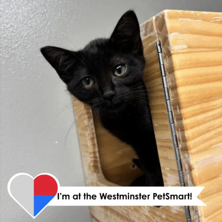 A young medium-sized female Black Domestic Short Hair cat named Brasilia for adoption in Fort Collins, CO