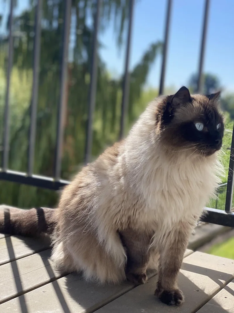 An adult medium-sized female Ragdoll cat named Mikko Offered By for adoption in Hillsboro, OR