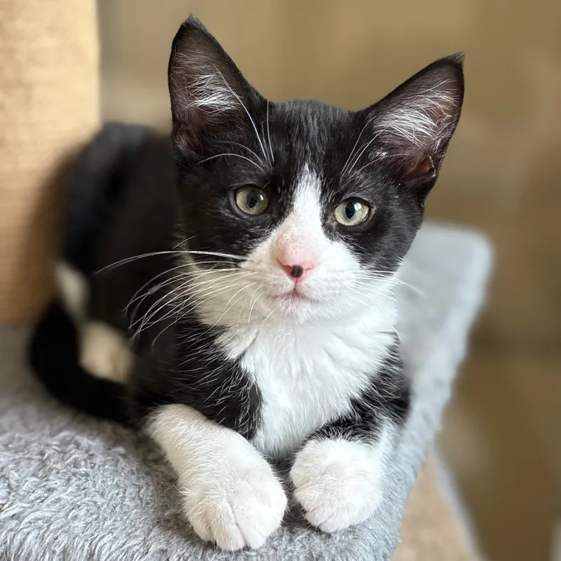 A baby small-sized male Black Domestic Short Hair cat named Breyer for adoption in San Pablo, CA