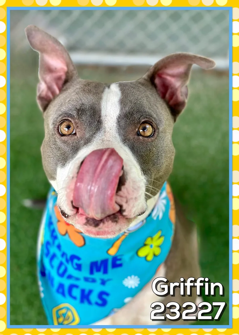 An adult large-sized male Gray / Blue / Silver Pit Bull Terrier dog named Griffin for adoption in Marietta, GA