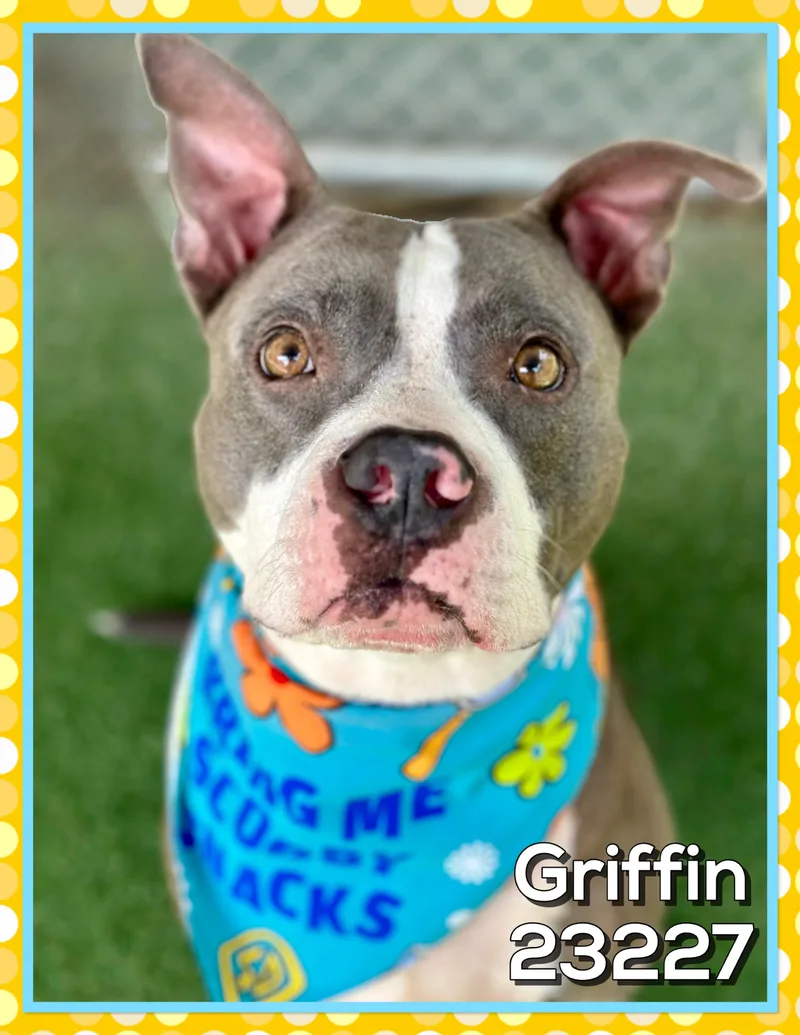 Griffin thumbnail 2