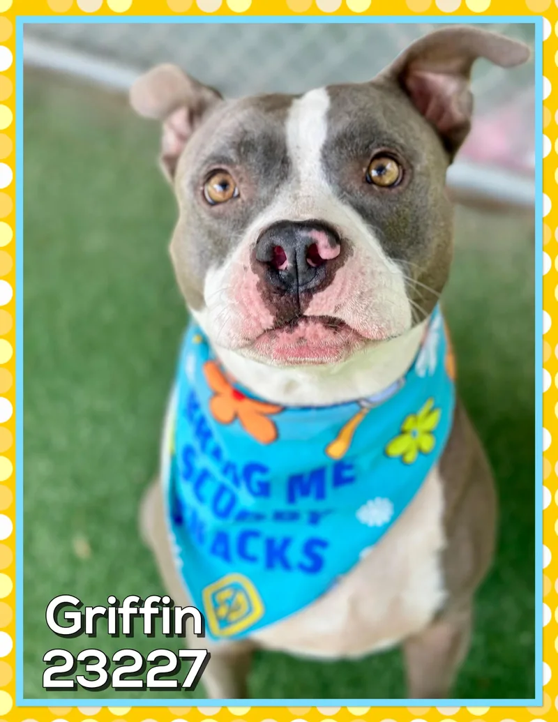 Griffin thumbnail 3