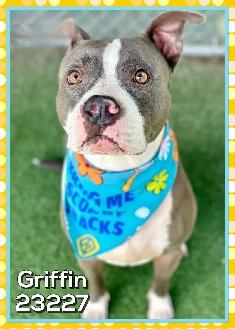 Griffin thumbnail 4