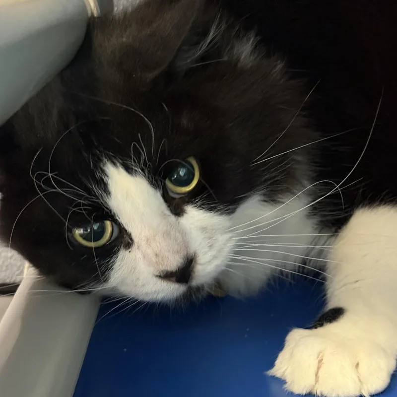 An adult large-sized male Black & White / Tuxedo Domestic Medium Hair cat named Deacon for adoption in Lansing, MI