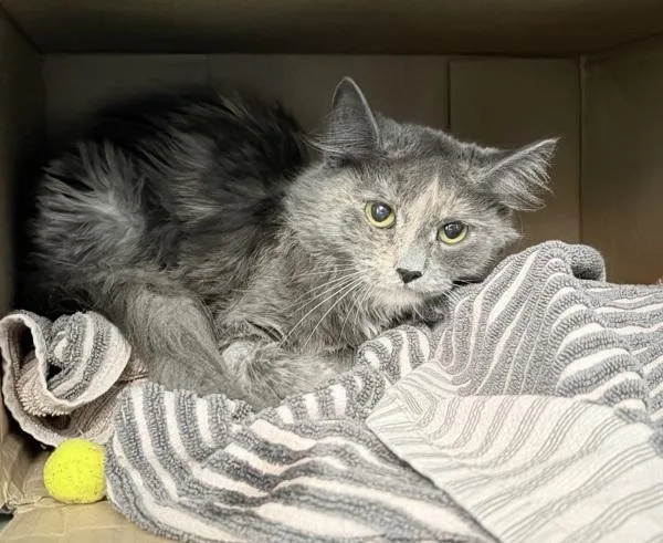 A young small-sized female Domestic Medium Hair cat named Caramel Macchiato for adoption in Ridgewood, NY