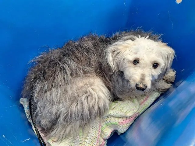 A young large-sized female Mixed Breed dog named Badger for adoption in Dallas, TX