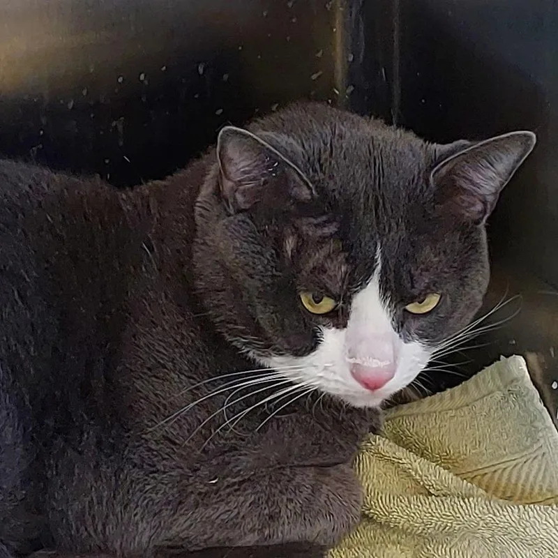An adult large-sized male Gray / Blue / Silver Domestic Short Hair cat named Oreo Ispswich for adoption in Natick, MA