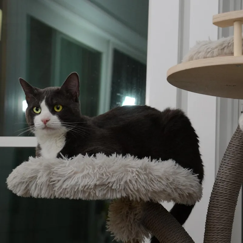 Oreo Ispswich thumbnail 2