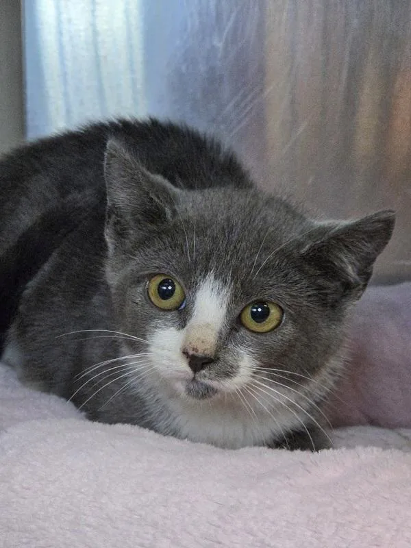 A baby small-sized female Domestic Short Hair cat named Anastasia for adoption in Millersville, MD