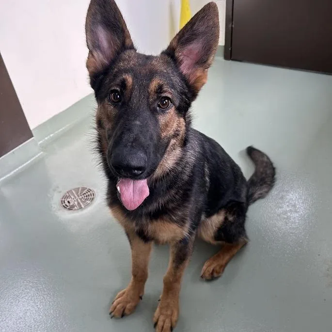 A young small-sized male Sable German Shepherd Dog dog named SVASStray for adoption in Verona, VA