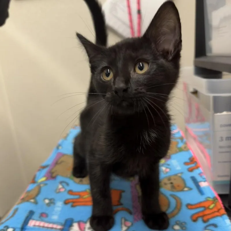 A baby small-sized male Black Domestic Short Hair cat named Jet for adoption in Morganton, NC