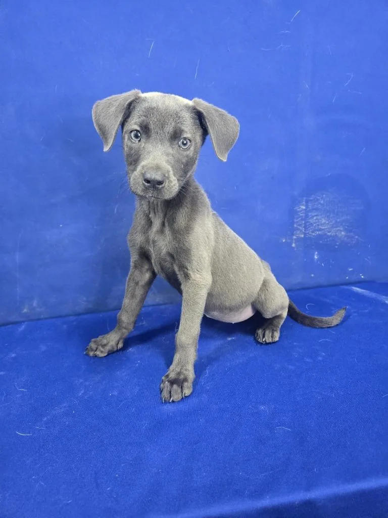 A baby large-sized female Mixed Breed dog named Twin for adoption in Ruston, LA