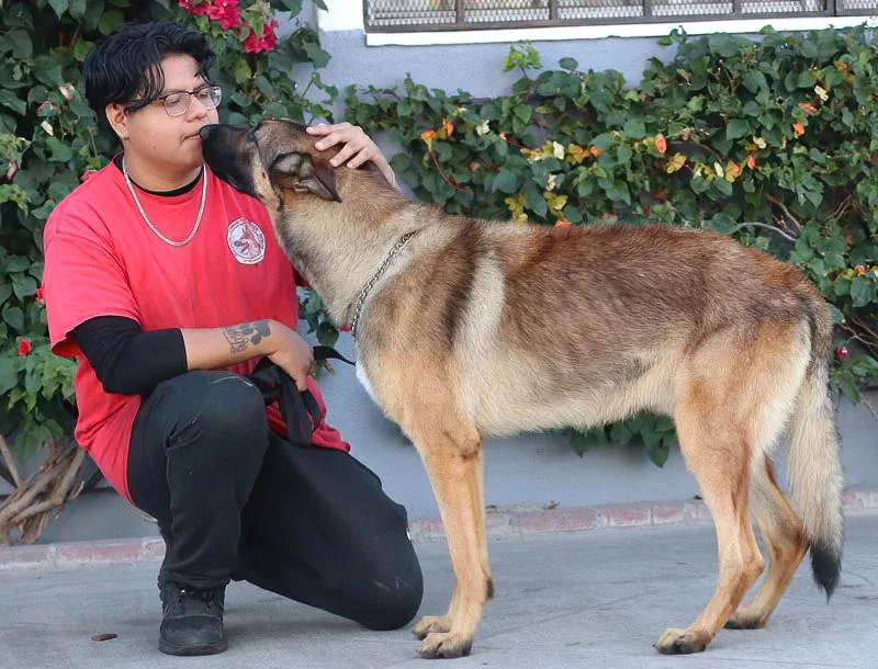 A young large-sized male Sable German Shepherd Dog named Boulder von Benz for adoption in Los Angeles, CA