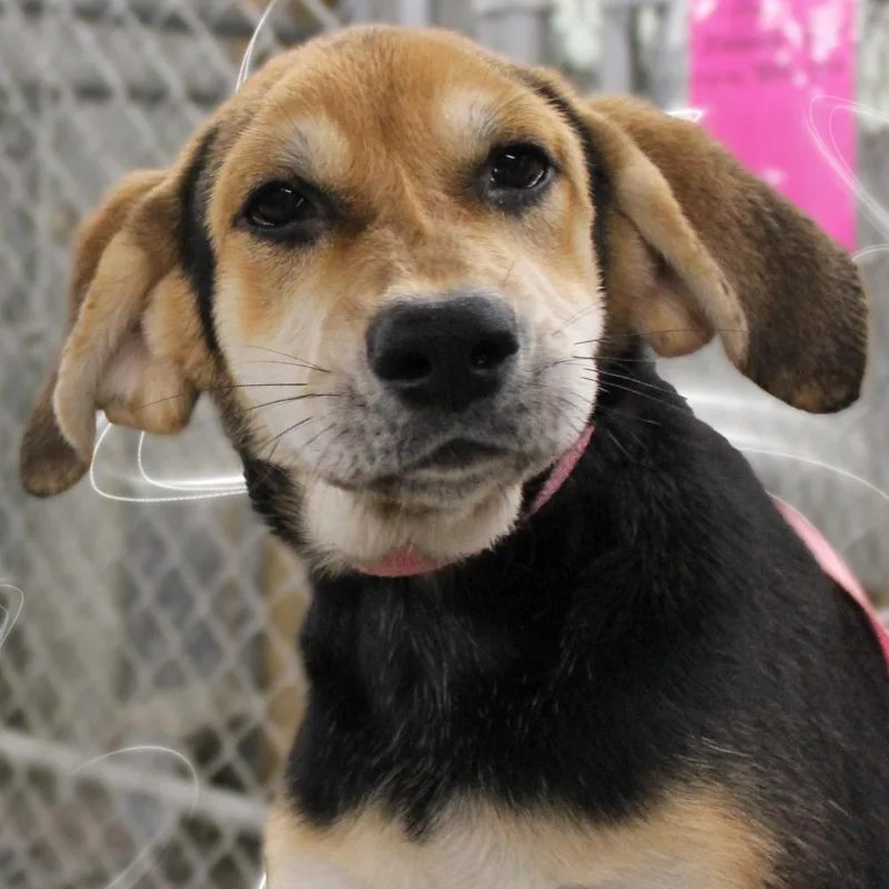 A baby medium-sized female Tricolor (Brown, Black, & White) Mixed Breed dog named Clara for adoption in Amelia, OH