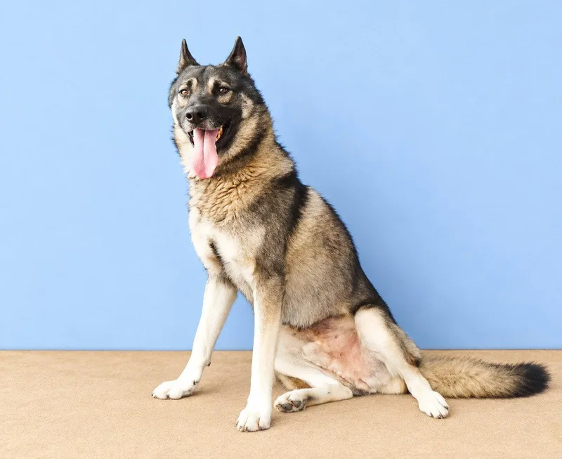An adult medium-sized male German Shepherd Dog named Harry for adoption in Pasadena, CA