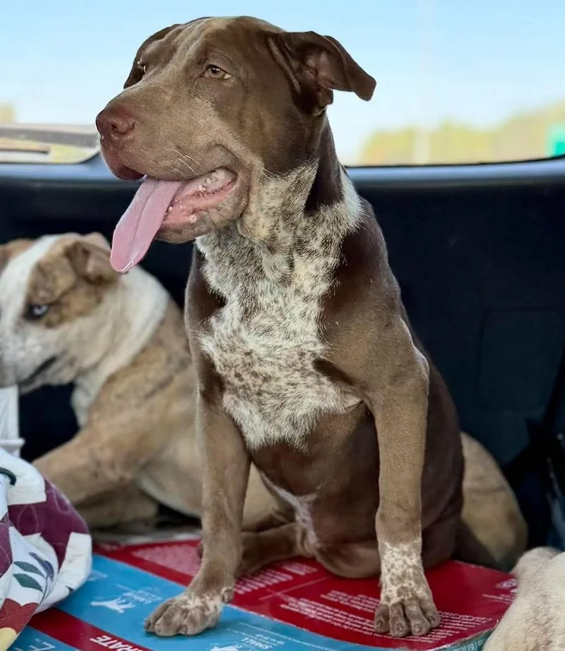 A baby medium-sized female Mixed Breed dog named Brownie for adoption in Northwood, NH