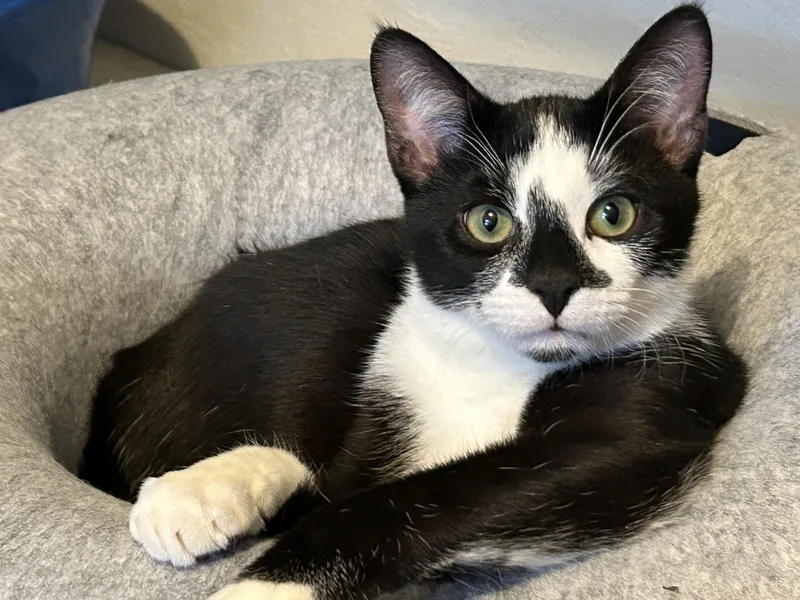 A baby small-sized male Domestic Short Hair cat named Finn for adoption in Wirtz, VA