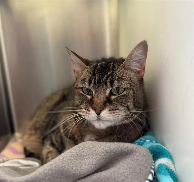 An adult medium-sized female Domestic Short Hair cat named Hydi for adoption in Brighton, CO