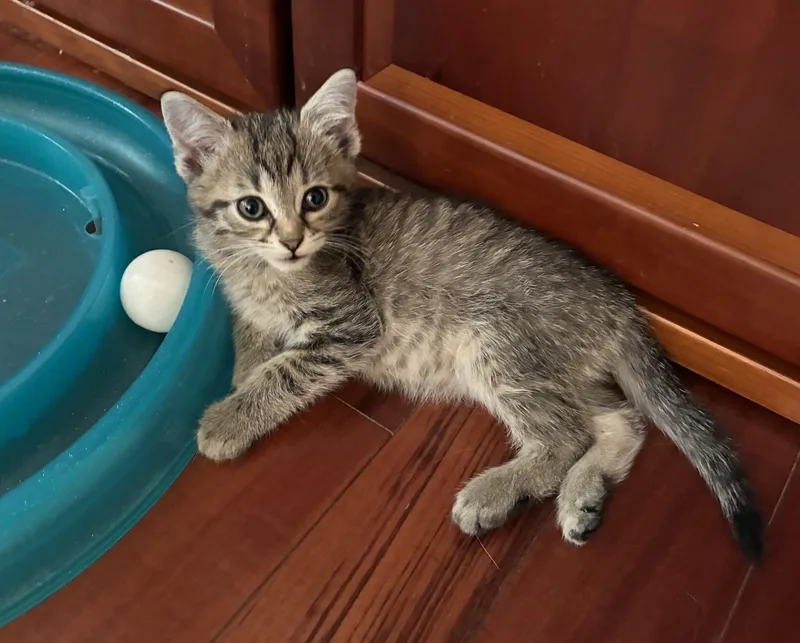 A baby medium-sized male Tabby (Gray / Blue / Silver) Domestic Short Hair cat named Lego for adoption in Knoxville, TN