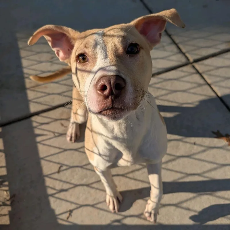 A young medium-sized female Brown / Chocolate Pit Bull Terrier dog named Ciara for adoption in Greensboro, NC