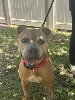 A senior large-sized male Pit Bull Terrier dog named Leonidas for adoption in Honolulu, HI