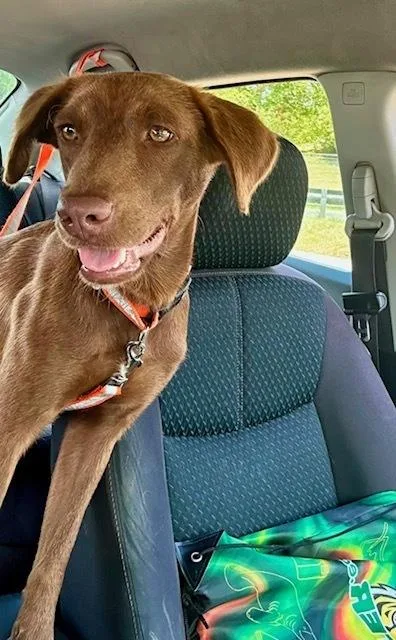 A baby medium-sized female Brown / Chocolate Labrador Retriever dog named Brandy for adoption in North Reading, MA