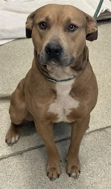 Mr.handsome