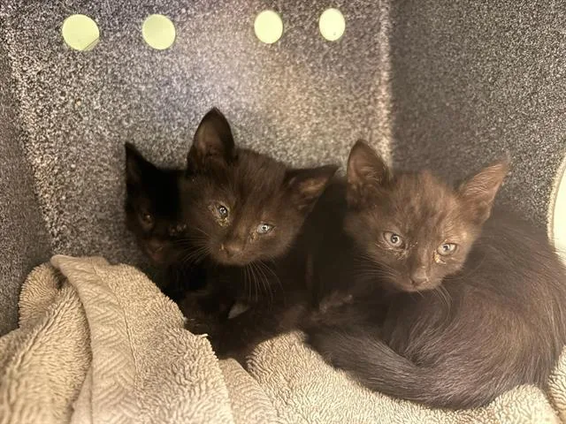 A baby small-sized male Domestic Short Hair cat named Pugsley for adoption in Tustin, CA