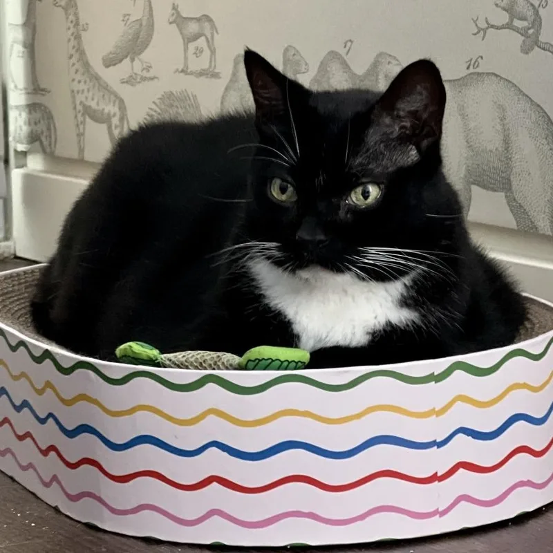 Pierre