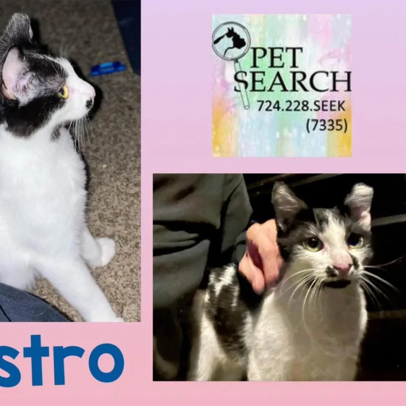 An adult small-sized male Black Domestic Short Hair cat named Astro for adoption in Washington, PA