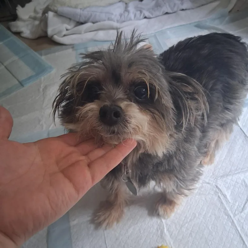 A senior small-sized male Black Yorkshire Terrier dog named Lucky for adoption in Fort Bragg, CA