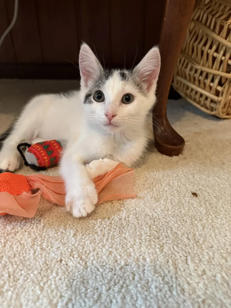A baby medium-sized male Black & White / Tuxedo Domestic Short Hair cat named Turkey Hill for adoption in Broomall, PA