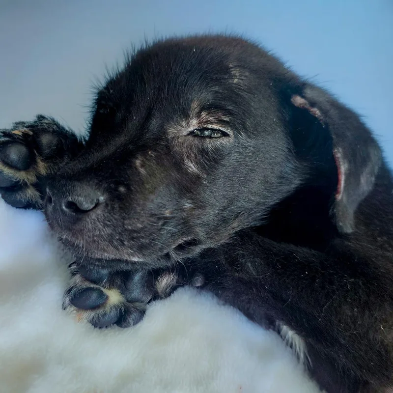 A baby small-sized male Black Labrador Retriever dog named Hershey for adoption in Chapel Hill, NC