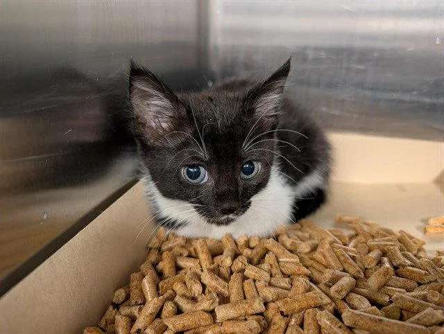 A baby medium-sized female Black & White / Tuxedo Domestic Short Hair cat named Sparkler for adoption in Tavares, FL